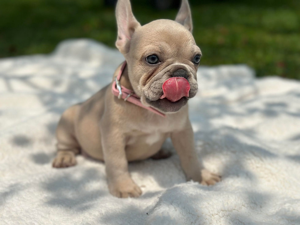 AKC registered French Bulldog puppy from responsible Ohio breeder