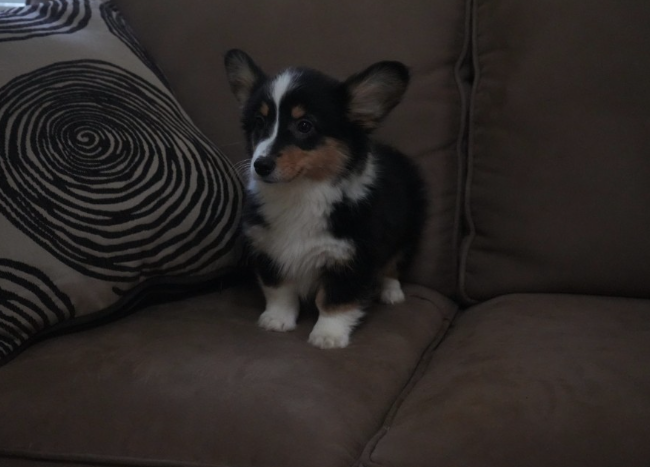 Fluffy tri color female corgi puppy for sale in PA