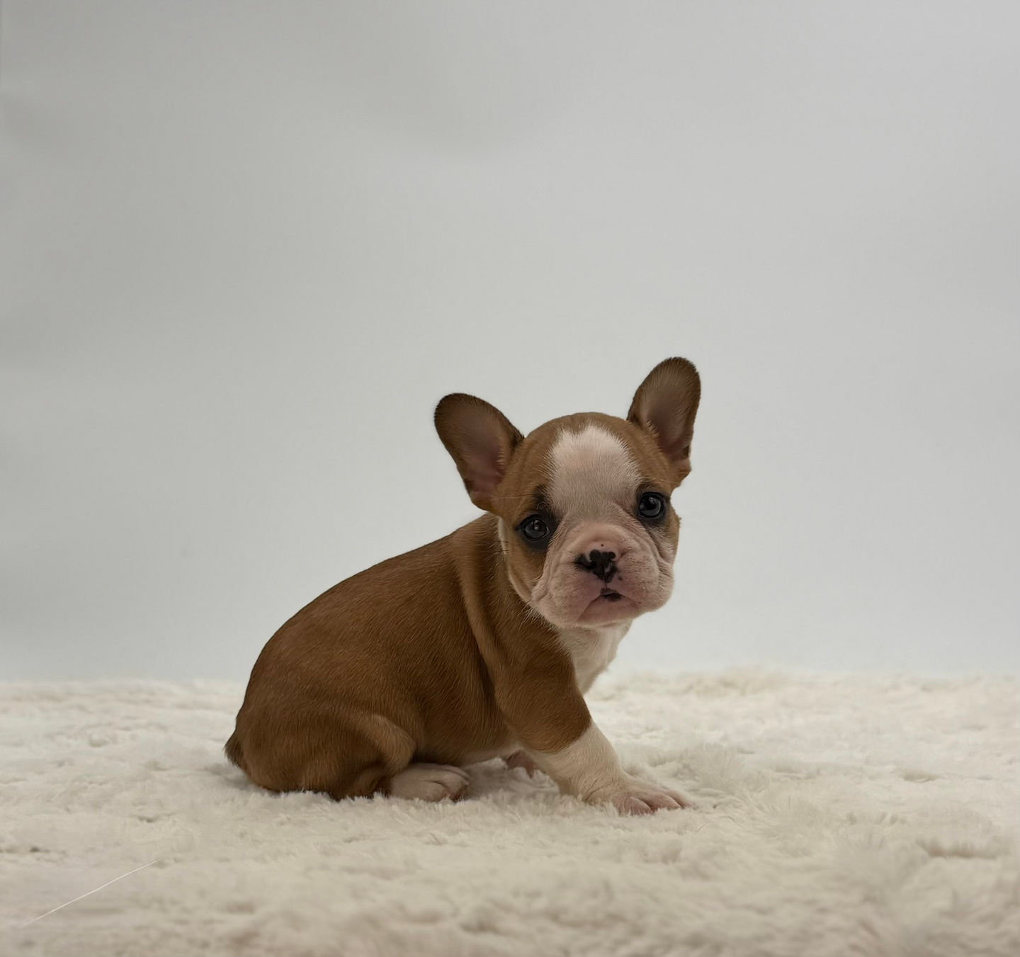 Fawn and white French Bulldog puppy Dasher sitting on neutral backdrop, male Frenchie puppy for sale in Ohio