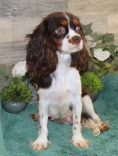 Roxy, a chocolate tri Cavalier King Charles Spaniel dam at KB Goldstar Cavapoos