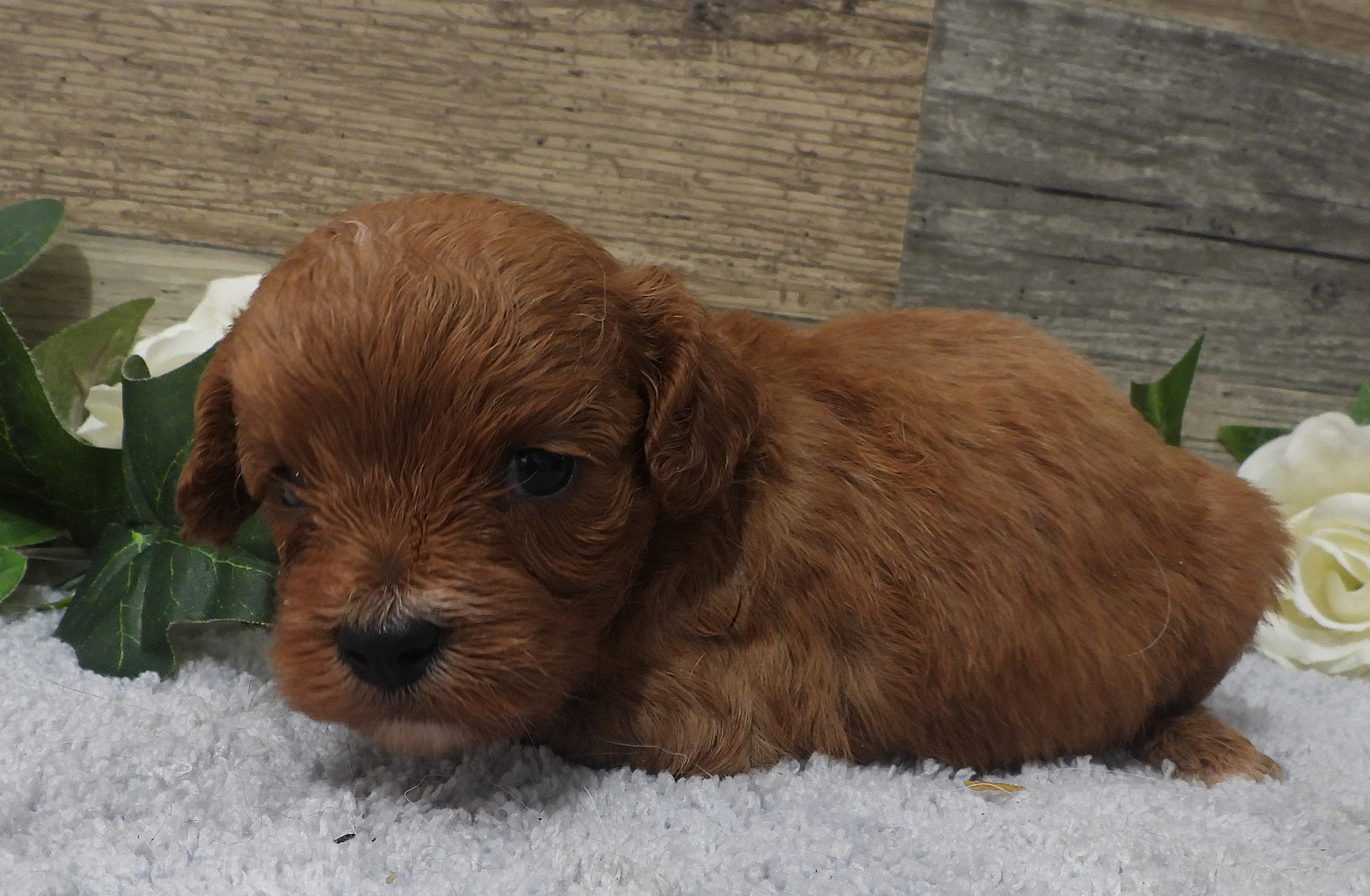 Pumpkin, dark red female Cavapoo puppy at KB Goldstar Cavapoos