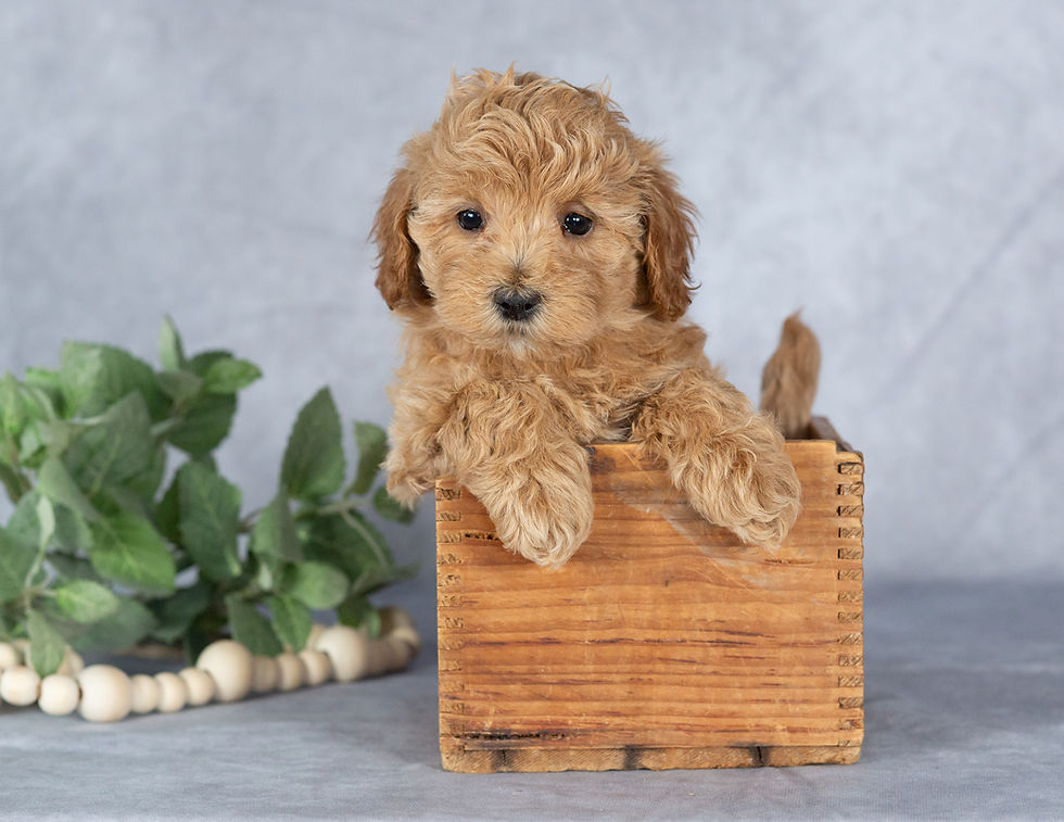 Heather Maltipoo puppy sitting in wooden crate apricot coat ready for adoption
