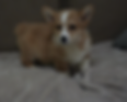 Jessica red and white Pembroke Welsh Corgi puppy for adoption indoors