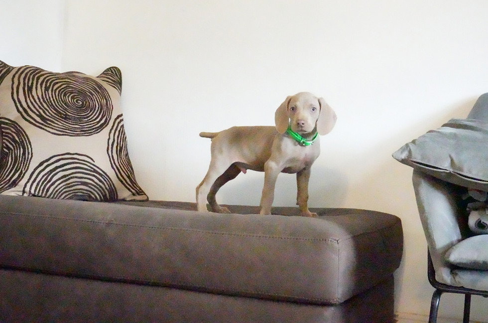 Male Weimaraner puppy for sale in PA, healthy, confident, and ready to go from a trusted Central Pennsylvania breeder