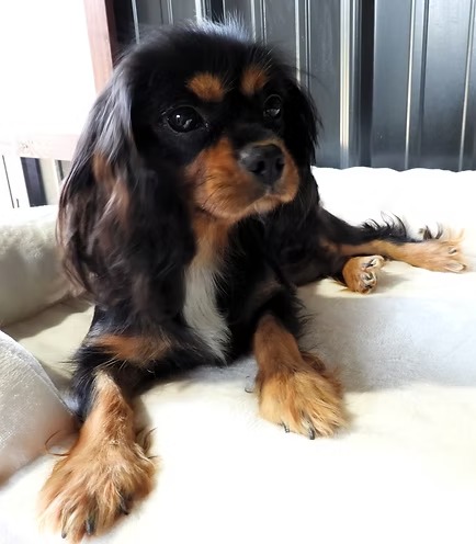 Evie, an AKC-registered black and tan Cavalier King Charles Spaniel dam at KB Goldstar Cavapoos