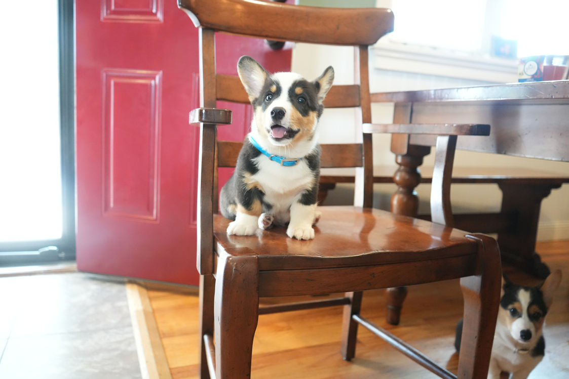 Close-up of Mr Blue tricolor male Corgi puppy, playful and healthy, ready for new home Sept 20, 2025.