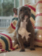 French Bulldog raised in a home environment at Czar Frenchies in Ohio