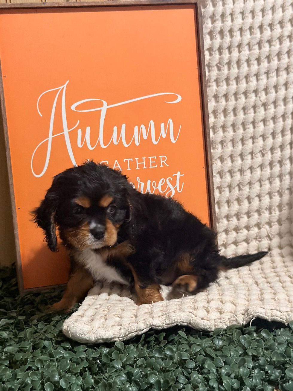 Thumbnail: Ace, a black and tan male Cavalier puppy sitting in front of an autumn-themed backdrop