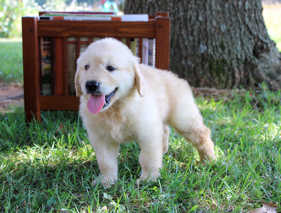 Male Golden Retriever puppy Leo walking outside in the grass.