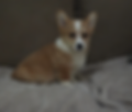 Red and white female corgi puppy Jessica for sale ready to go home