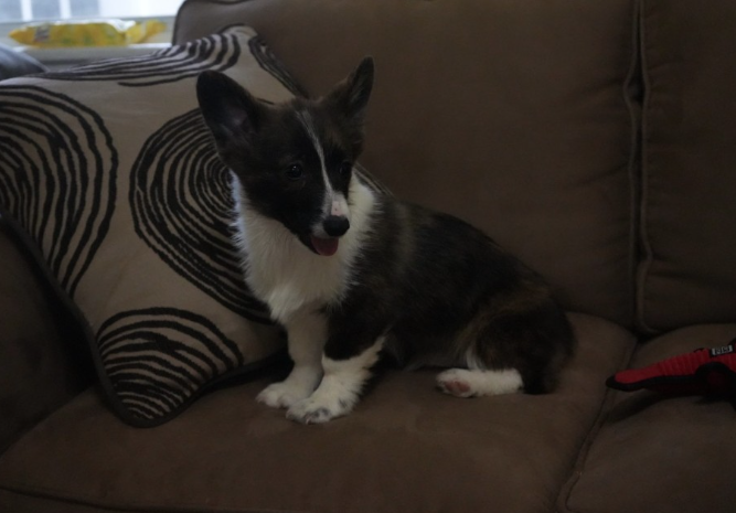 Male brindle corgi puppy Jordan relaxing on couch