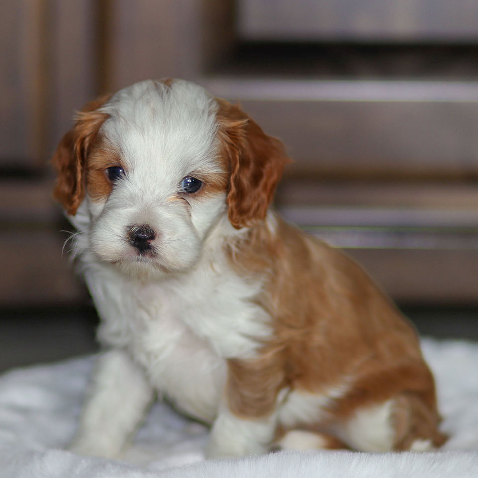 Cavapoo male puppy with soft apricot coat sitting calmly — family-raised by Winnsom Puppies near West Chester and Coatesville