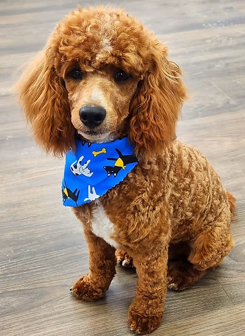 Connor, an AKC-registered red Miniature Poodle sire at KB Goldstar Cavapoos