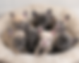 Health Guarantee french bulldog puppies for sale in Ohio