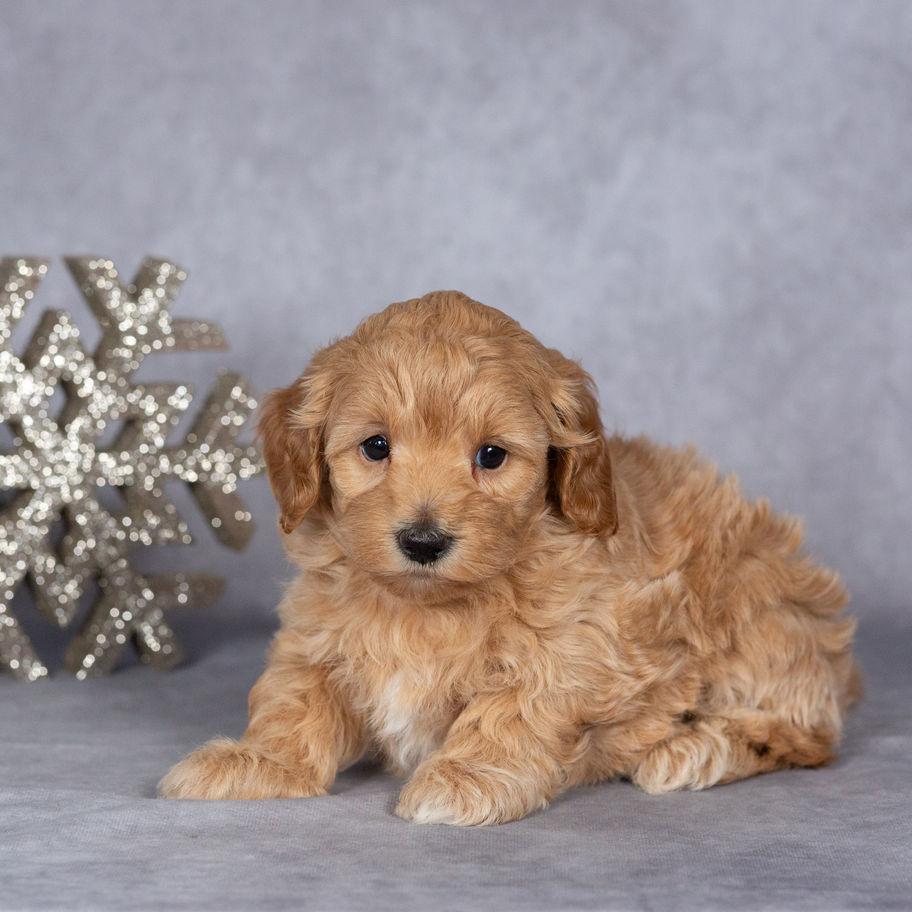 Female Maltipoo puppy Aria for sale in Herndon PA resting with wavy apricot coat