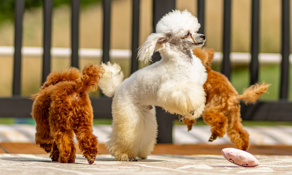 Toy Poodles playing together outdoors at Passionate Poodles in Lancaster County, Pennsylvania