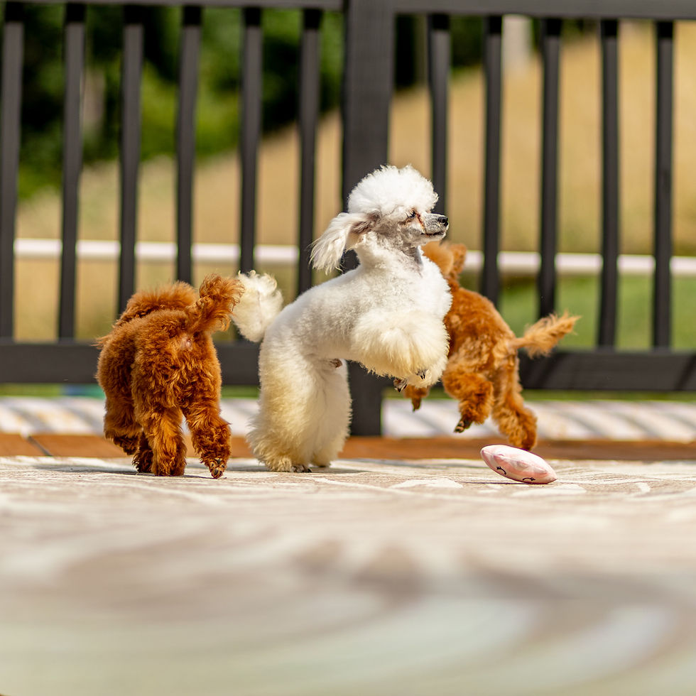 2 apricot and 1 white toy poodle playing at Passionate Poodles in Conestoga PA