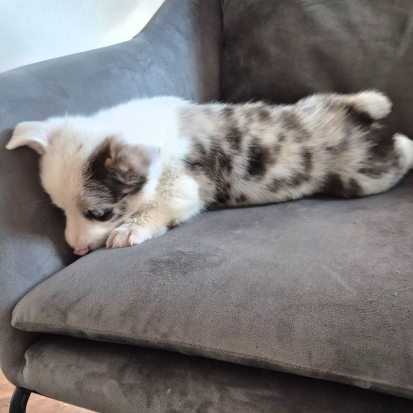 James blue merle male Pembroke Welsh Corgi puppy laying on couch – Corgi puppy for sale Pennsylvania