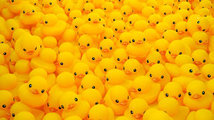 O dia em que vi o "patinho feio" sair de fininho.