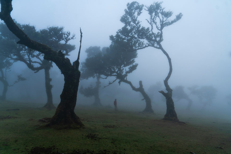 Mystical morning fog among ancient laurel trees in the Laurisilva forest of Madeira, with a lone figure in the distance