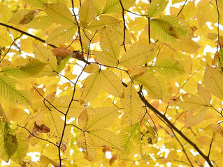 Maker Spotlight: Samantha Vessios