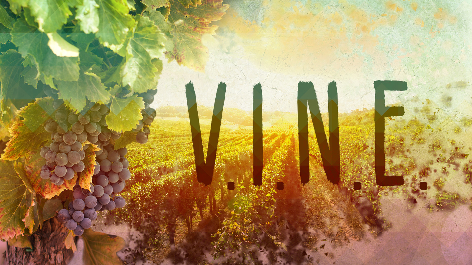 V I N E 