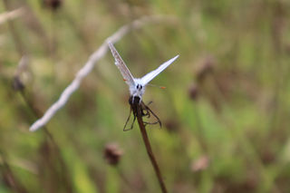 Butterfly on grass