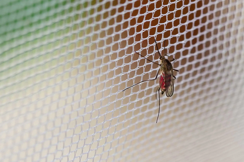 Mosquito resting on white netting.