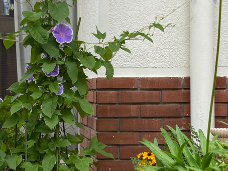 土曜日　3歳からの初めてバレエ