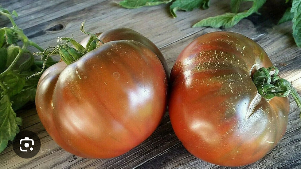 Miniature : Tomate mélange "Gros Fruits"