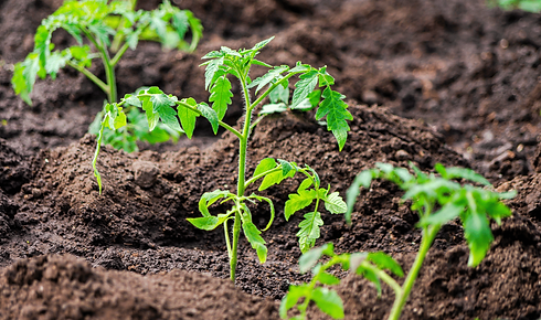 plant-de-tomate-1200x710.png