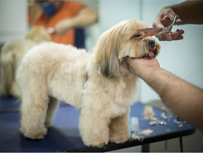 Dog Groomer Using Scissor to Groom Dog