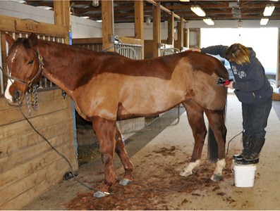 Grooming a horse With clippers