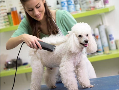 Dog groomer using Clipper Blades