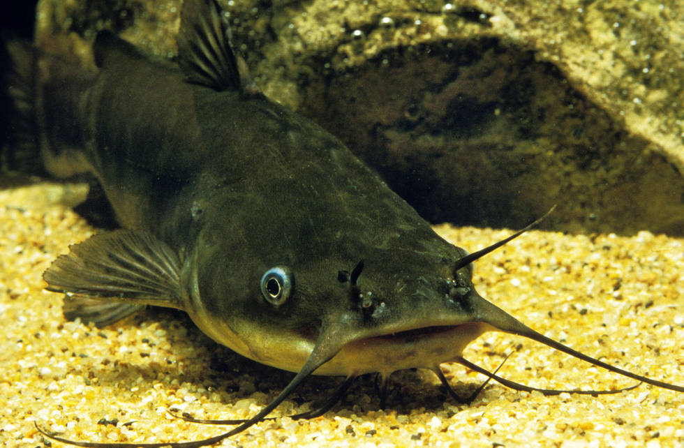 Bullhead Catfish