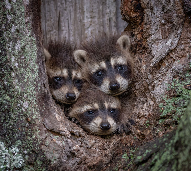 Raccoons