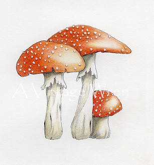 fine art print of red polka dot mushroom