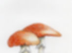Thumbnail: Fly Agaric Fungi Art Print