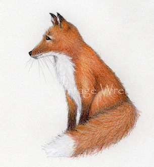 fine art glicee print of a red fox