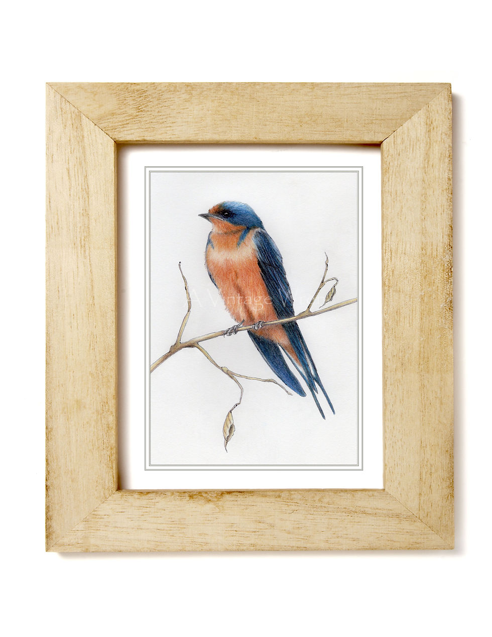 Thumbnail: Barn Swallow art print