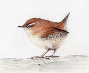 fine art glicee print of a little brown wren bird 