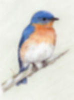 Bluebird art print