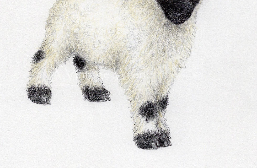 Thumbnail: Valias Blacknose Sheep art print