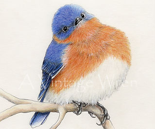 bluebird art print