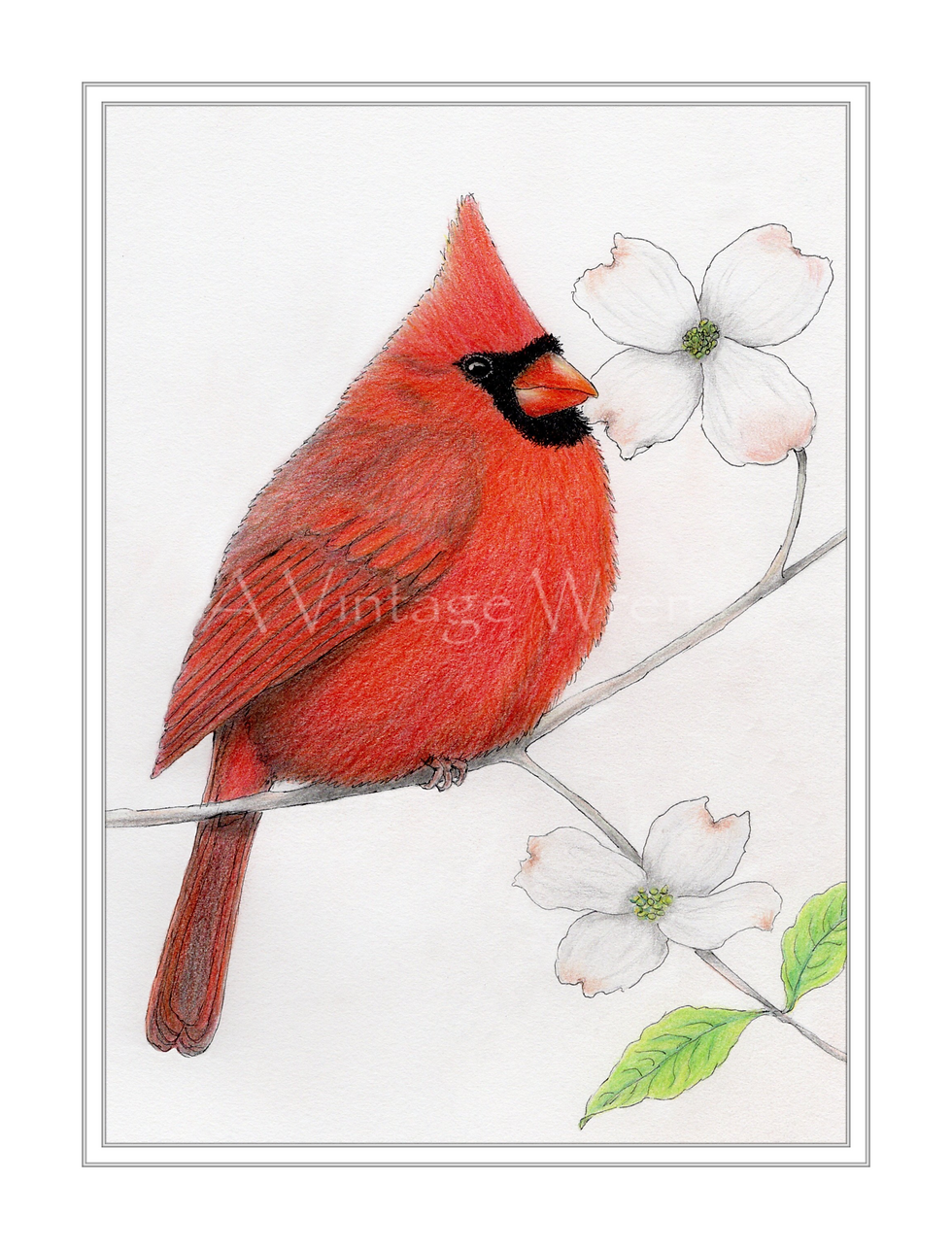 Thumbnail: Male northern cardinal watercolor