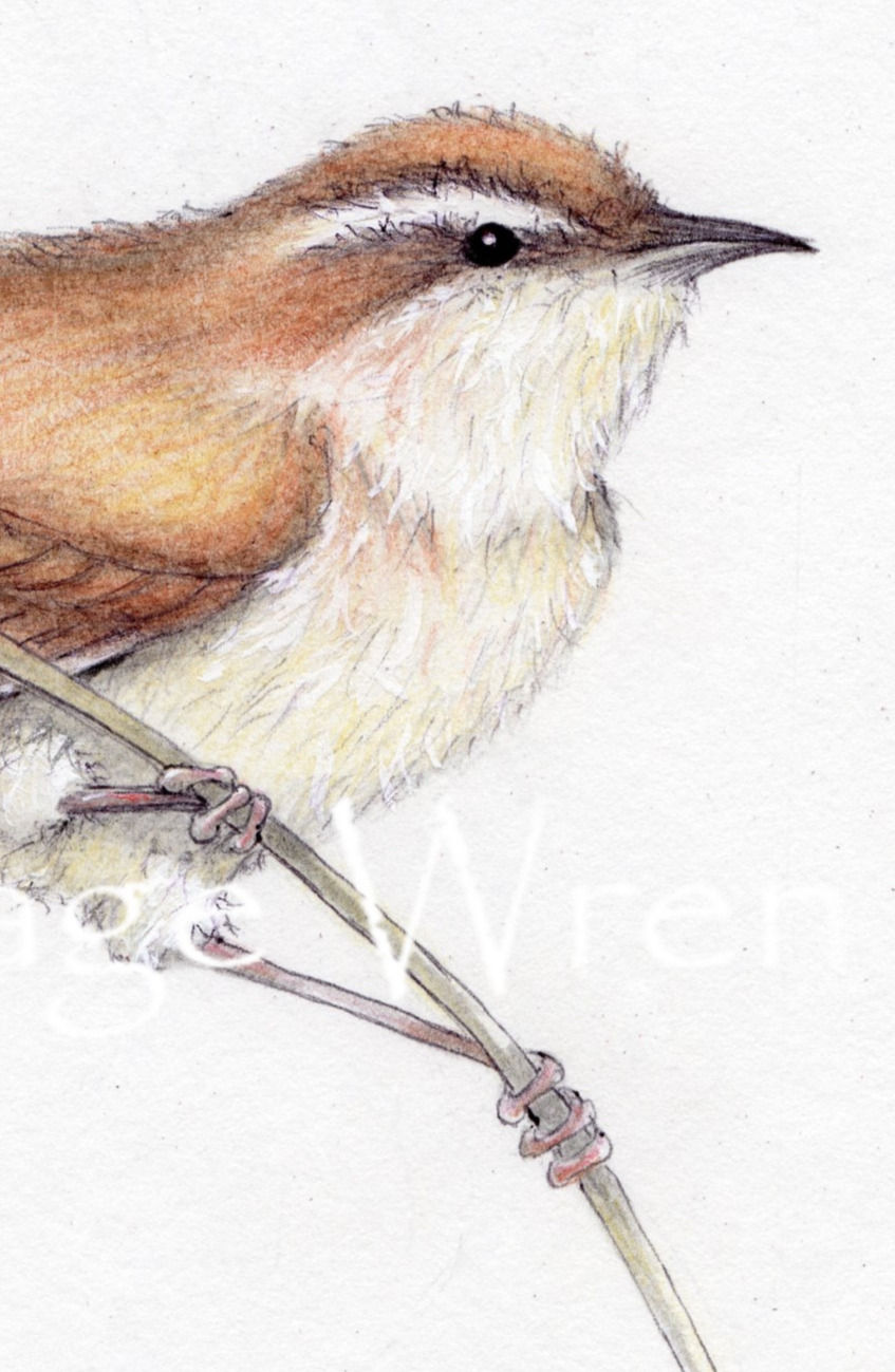 Thumbnail: wren painting