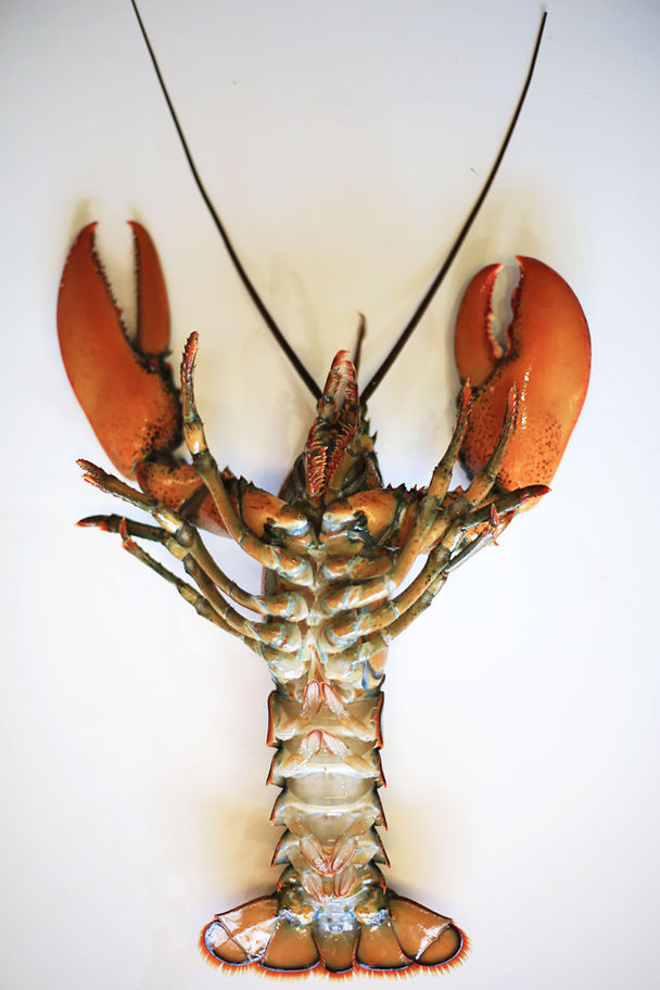 Soft Armor from Lobsters!!!