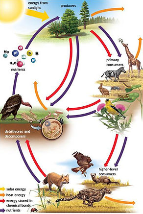 Ecological Balance