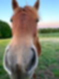 IMG_1426.jpeg