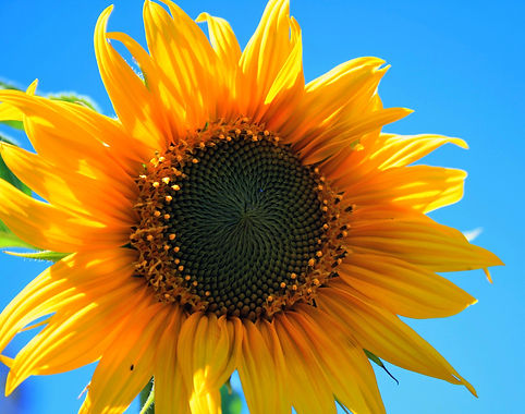 yellow-sunflower-flower-round-yellow-53407.jpeg